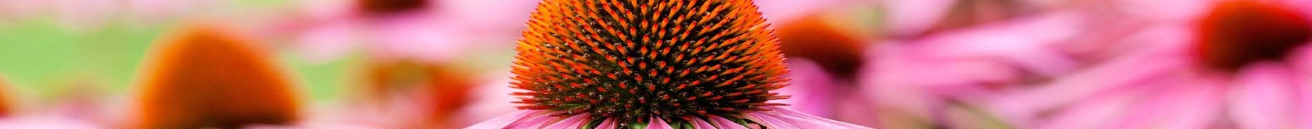 debbie leigh naturopath